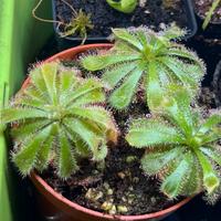 Drosera aliciae - pianta mangia insetti