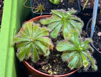 Drosera aliciae - pianta mangia insetti