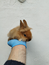 Coniglio nano testa di leone