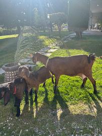 Capetto anglo nubian