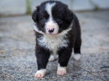 Cuccioli mini border collie
