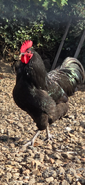 Gallo razza australorp