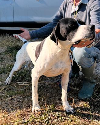 Pointer maschio bianco-nero e bianco-arancio
