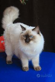 Cucciolona di razza ragdoll con pedigree