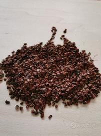 200 semi di cipresso mediterraneo 