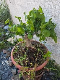 Pre-bonsai di nocciolo (Corylus avellana)