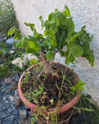 Pre-bonsai di nocciolo (Corylus avellana)
