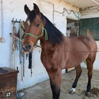Cavallo