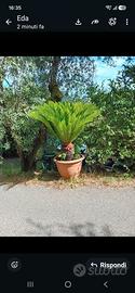 CYCAS