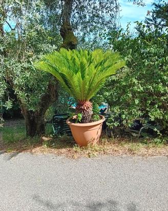 CYCAS