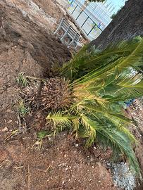 Cycas