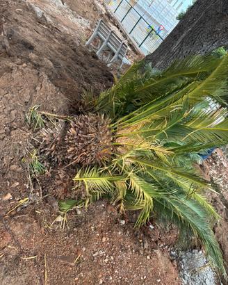 Cycas