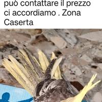 Calopsite semi svezzato