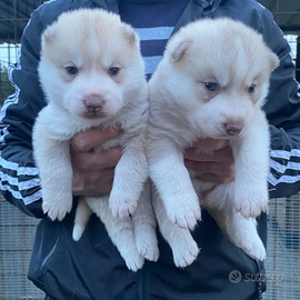 Cuccioli siberian husky