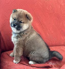 Shiba Inu