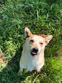 Cagnolino trovatello taglia medio piccola