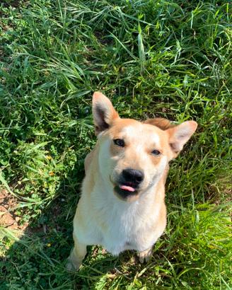 Cagnolino trovatello taglia medio piccola