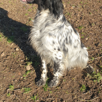 Cucciolona setter inglese
