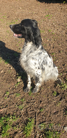 Cucciolona setter inglese