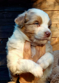 Cucciolo pastore australiano - australian shepherd