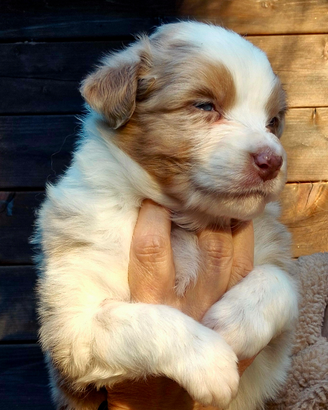 Cucciolo pastore australiano - australian shepherd