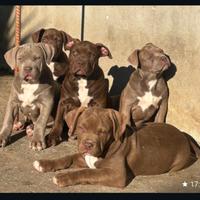 American bully cuccioli XL