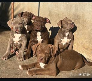 American bully cuccioli XL