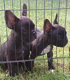 BULLDOG francese cuccioli con pedigree