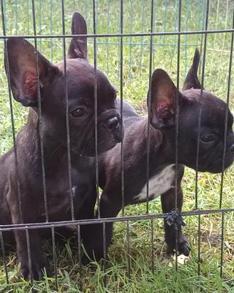BULLDOG francese cuccioli con pedigree