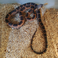 P. Alleghenis (ex obsoleta) Texas scaleless