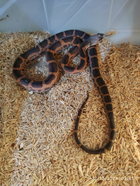 P. Alleghenis (ex obsoleta) Texas scaleless