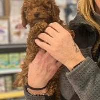 Cuccioli di Barbone nano con pedigree