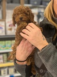 Cuccioli di Barbone nano con pedigree