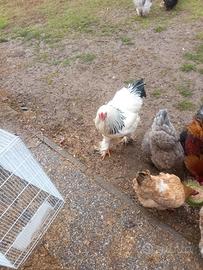 Galline razza brahma