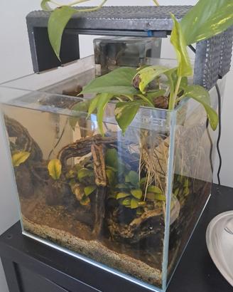 acquario cubo 30 litri