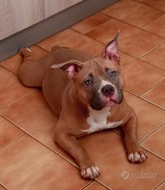 American Bully
