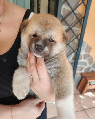 Cuccioli di Akita inu