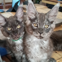 Cuccioli Maine coon