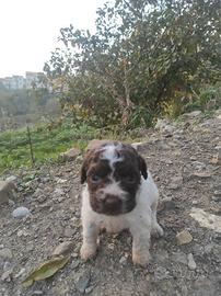 Cucciole di lagotto
