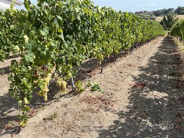 Uva bianca da vino Frascati