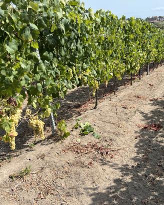 Uva bianca da vino Frascati