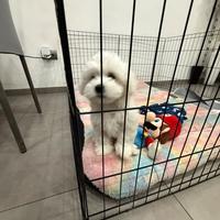Cucciolo maltese