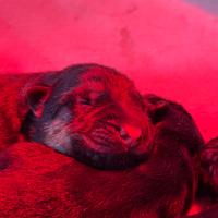 Cuccioli di Pastore Tedesco