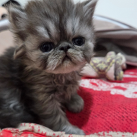 Cucciolo persiano ipertipico maschio