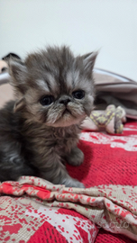 Cucciolo persiano ipertipico maschio