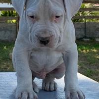 Cuccioli di dogo argentino