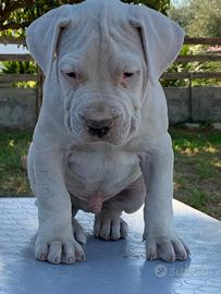 Cuccioli di dogo argentino