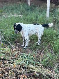 Setter inglese