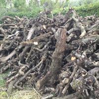 Legna OLIVO da ardere (camino, forno, BBQ)