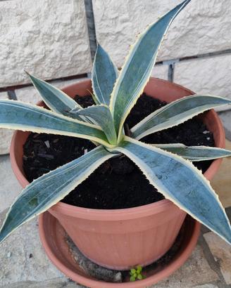 Agave Americana 
